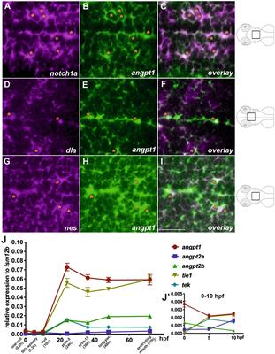 Angiopoietin 1 and integrin beta 1b are vital for zebrafish brain development